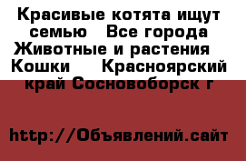 Красивые котята ищут семью - Все города Животные и растения » Кошки   . Красноярский край,Сосновоборск г.